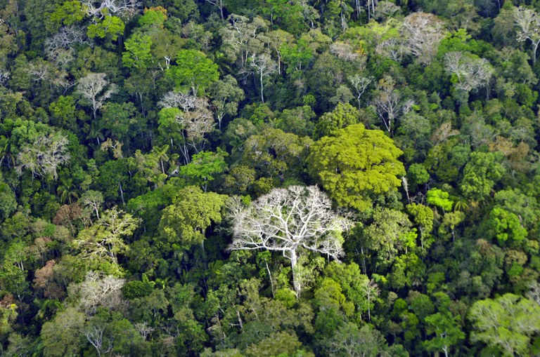 FUNAI: Funai divulga lista de pré-selecionados para formação de multiplicadores em restauração ecológica