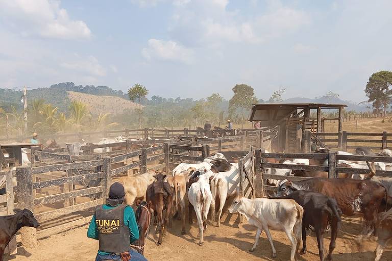 FOLHA DE SÃO PAULO: Gado ilegal é retirado da Terra Indígena Apyterewa em operação conjunta