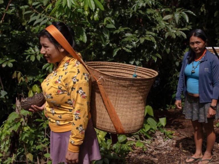 MPI: Indígenas Yanomami voltam a cultivar roças para subsistência e já utilizam área equivalente a 32 campos de futebol