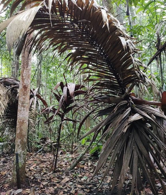 FUNAI: Funai monitora interação de indígena isolado de Mamoriá Grande (AM)