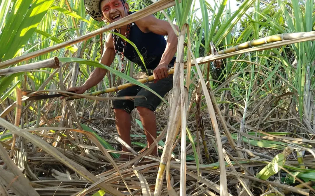 CPI-AC: Coluna Abril no Acre Indigena: Frutas nativas da floresta  