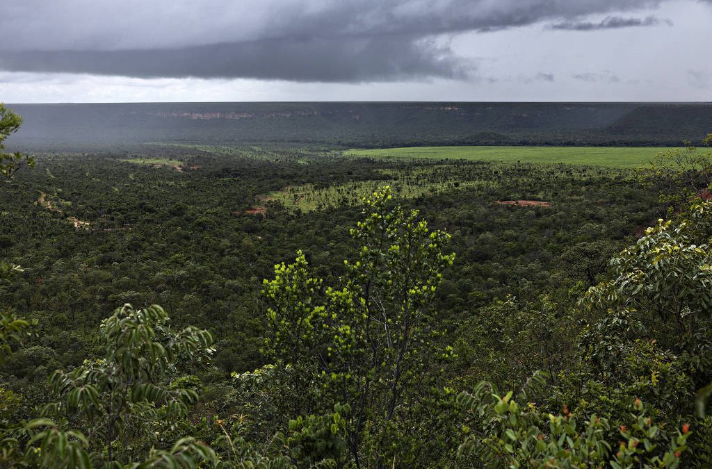 FOLHA DE S. PAULO: ‘A Jornada de Roweõ’ e ‘A Vida Secreta das Árvores’
