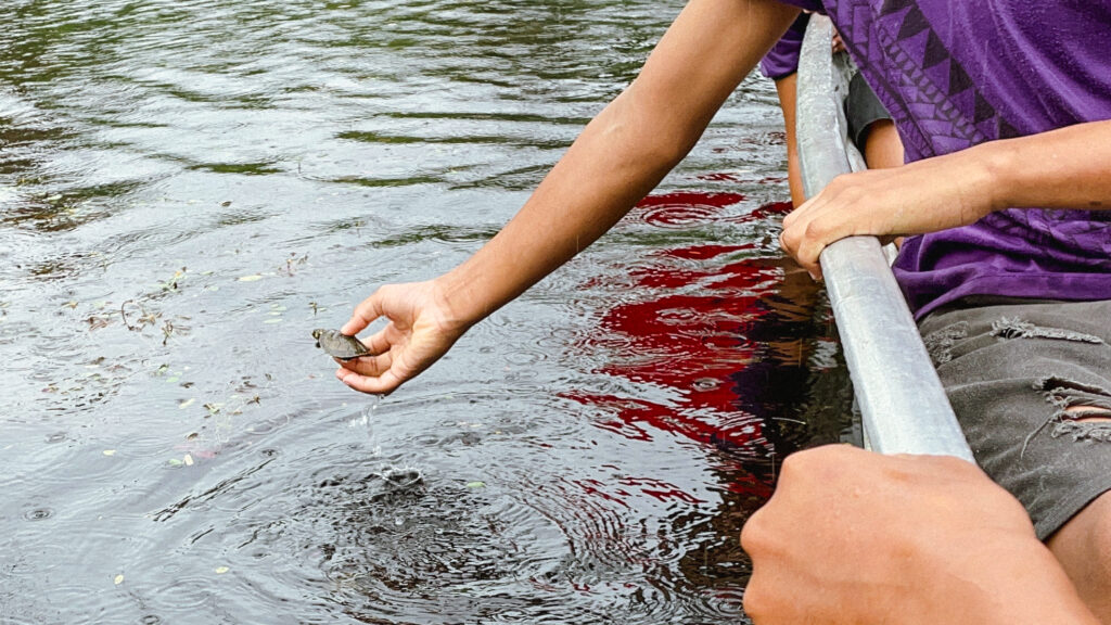 IEPÉ: Amigos dos Tracajás: há 20 anos, indígenas do Oiapoque realizam o manejo e conservação da espécie