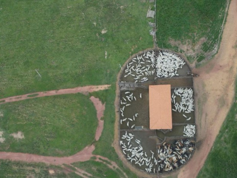 MPI: Operação federal na Terra Indígena Araribóia (MA) retira gado ilegal, conforme determinação do STF