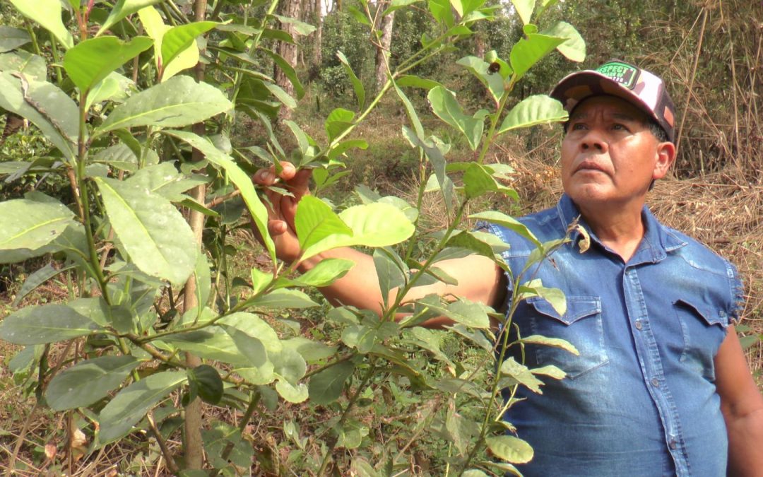 ONU: Sistema tradicional da erva-mate, no Paraná, é reconhecido como Sistema Importante do Patrimônio Agrícola Mundial pela FAO