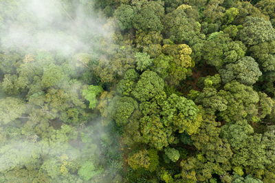 MPF: Ação do MPF pede anulação de contrato de crédito de carbono em Borba (AM) por danos a comunidades