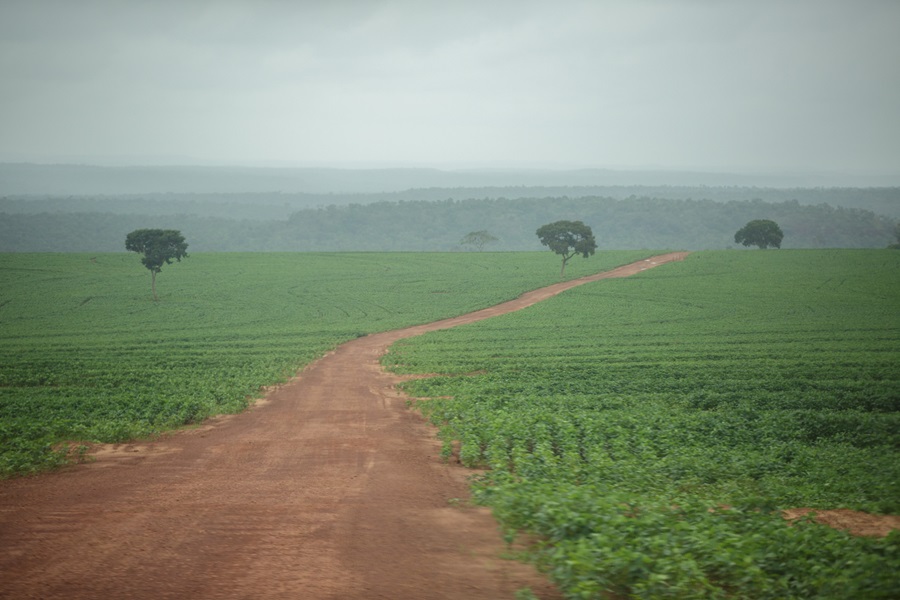 CIMI: Caixa, BNDES e Banco CNH financiam empresa em terra indígena dos Guajajara no MA