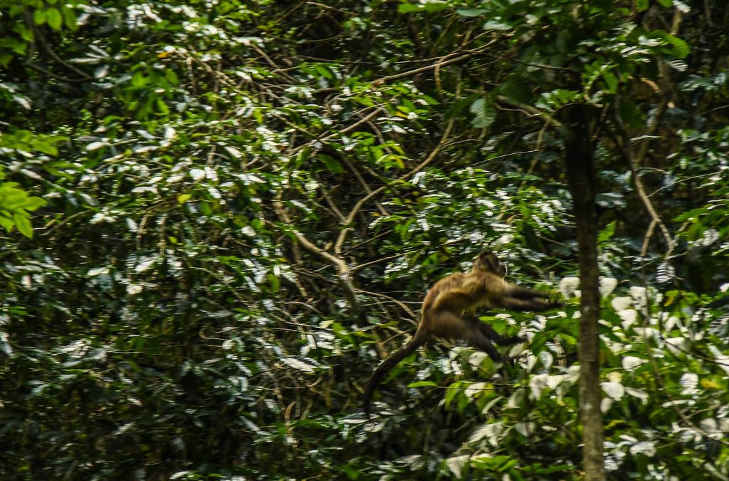 FOLHA DE S. PAULO: Terras indígenas melhoram saúde dos brasileiros