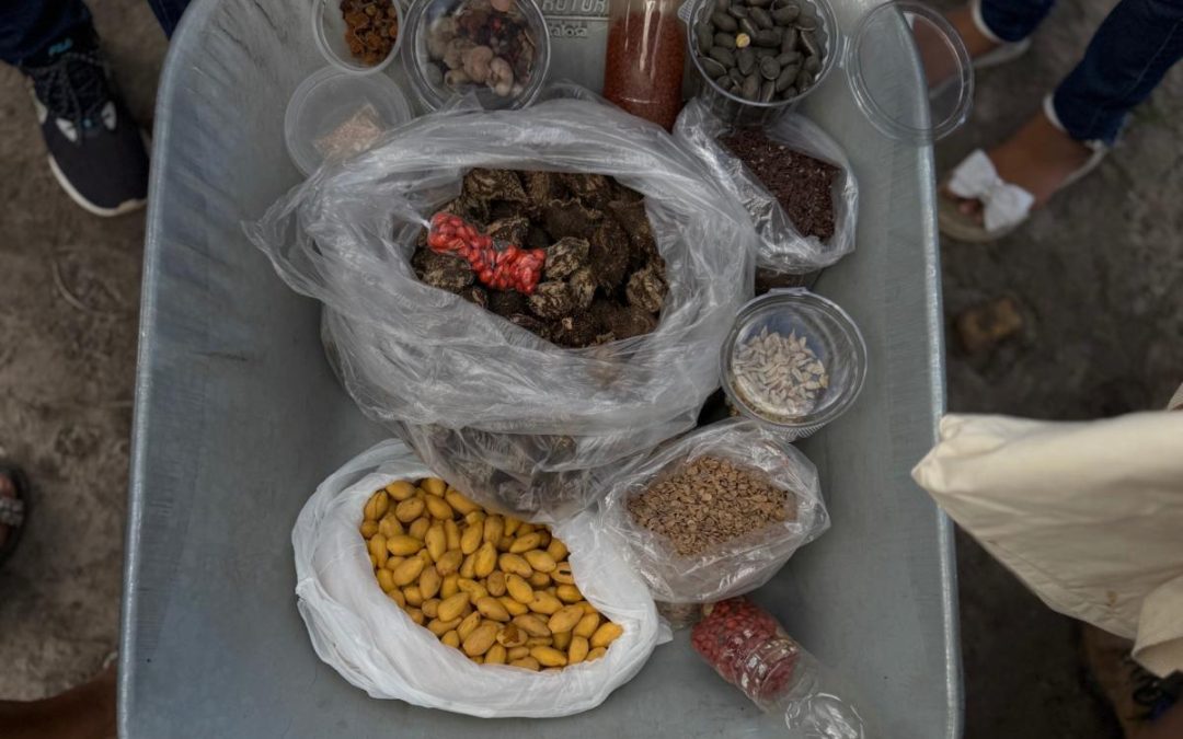 ISA: Escola indígena do Cantá constrói viveiro de mudas em parceria com Rede de Sementes de Roraima