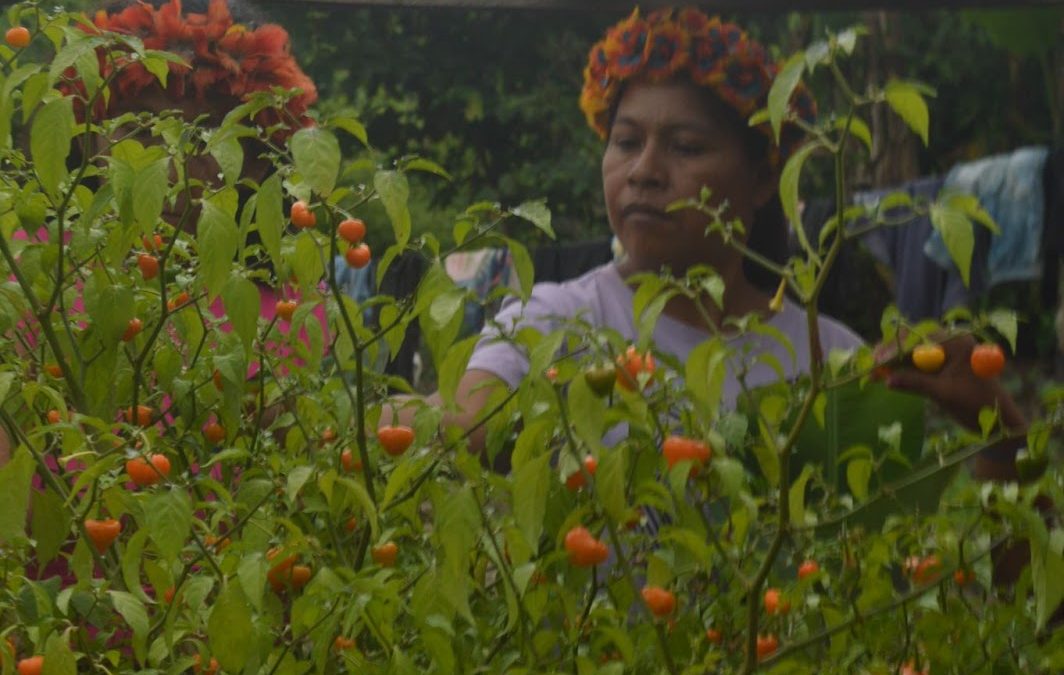 IEPÉ: No Wayamu, mulheres indígenas fortalecem saberes tradicionais com a pimenta em pó