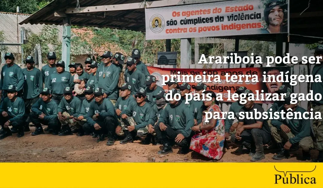 AGÊNCIA PÚBLICA: Arariboia pode ser primeira terra indígena do país a legalizar gado para subsistência