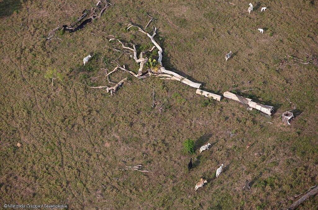 GREENPEACE: Congresso Nacional aprova PL da Devastação