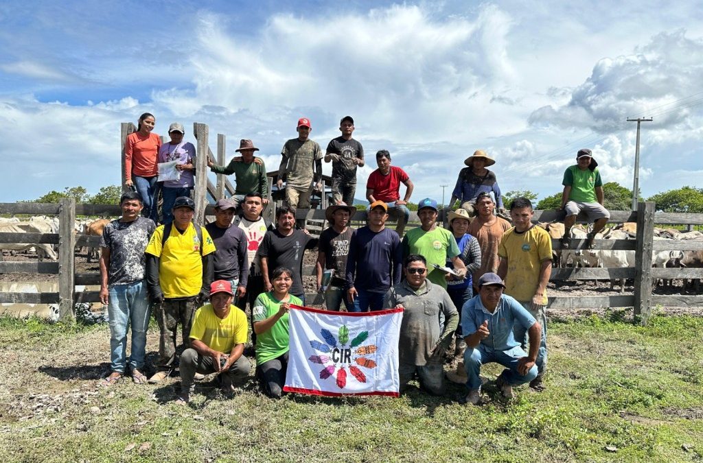 CIR: SUSTENTABILIDADE DOS POVOS INDÍGENAS: CENTRO INDÍGENA DE FORMAÇÃO E CULTURA RAPOSA SERRA DO SOL FAZ REPASSE DO PROJETO DE GADO À COMUNIDADE MAKUKEM