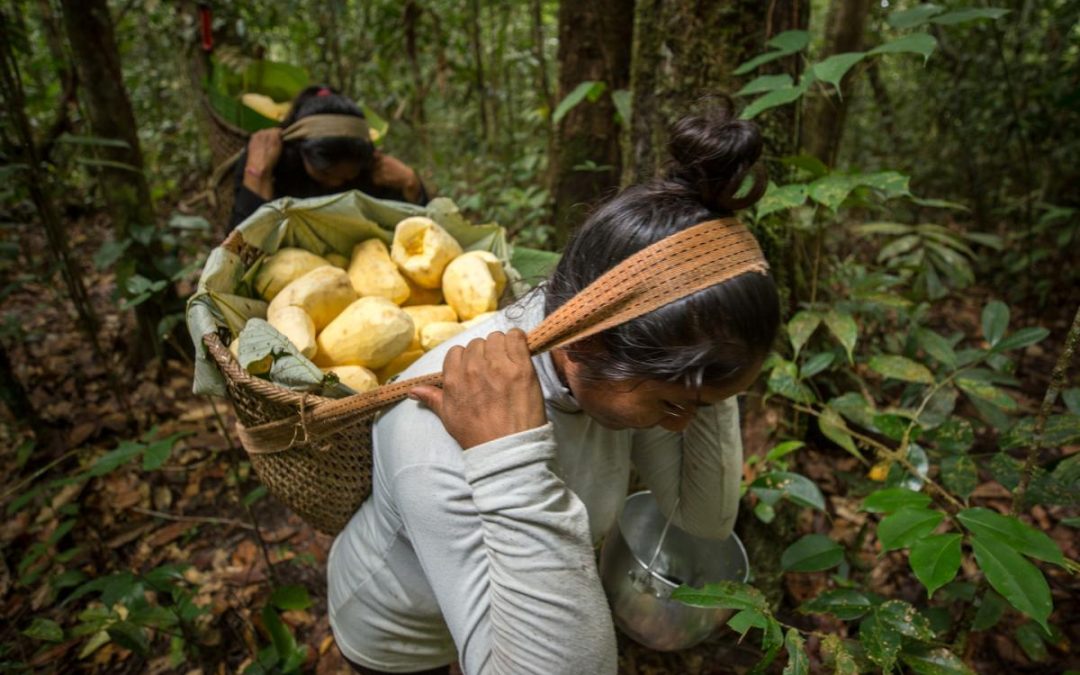 ISA: Fórum no Sesc Pinheiros (SP) discute clima, protagonismo indígena e sociobioeconomia na rota da COP30