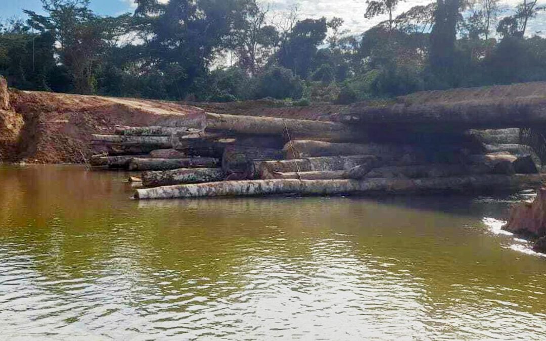 SURVIVAL: Peru: Retomada da exploração madeireira coloca indígenas isolados Mashco Piro em grande perigo