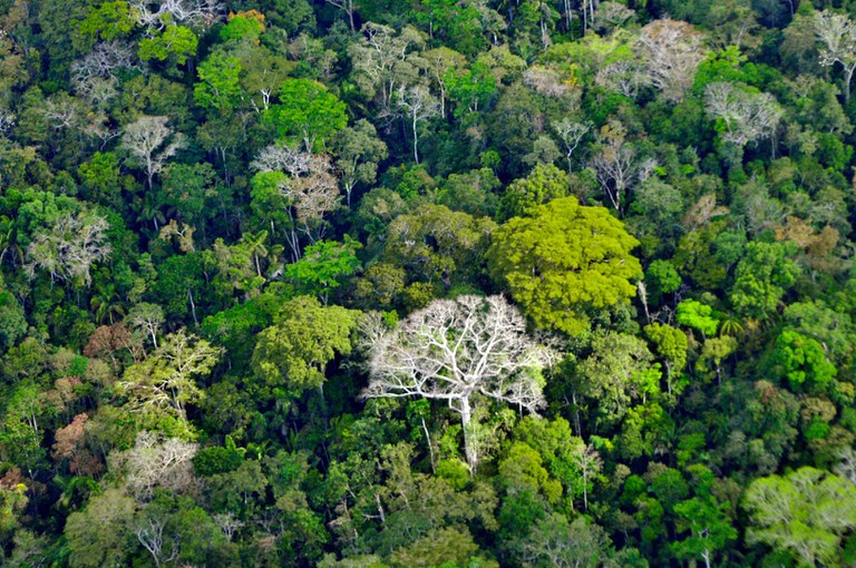 FUNAI: Saiba como ocorre a manifestação de interesse da Funai em glebas públicas federais rurais
