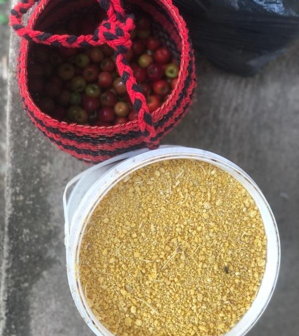 ISA: Mato Grosso atualiza portaria e facilita emissão de nota fiscal por indígenas e quilombolas