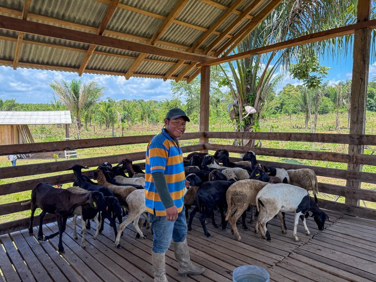 FUNAI: Funai entrega 99 ovinos para fortalecer a criação de animais em comunidades indígenas de Roraima