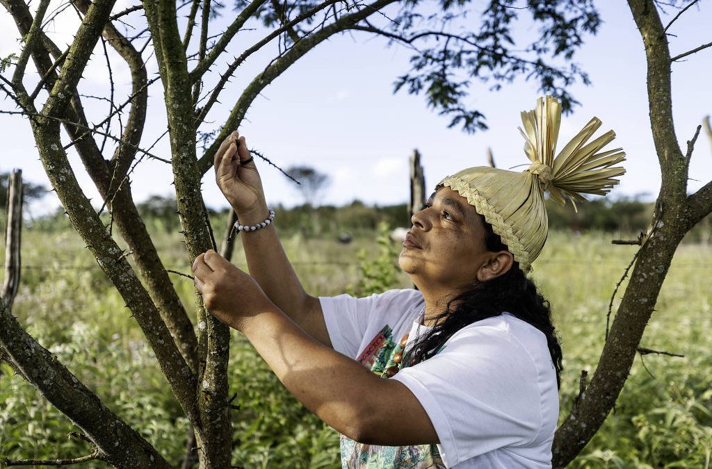 FOLHA DE S. PAULO: Indígenas reflorestam a caatinga em Pernambuco diante da crise climática