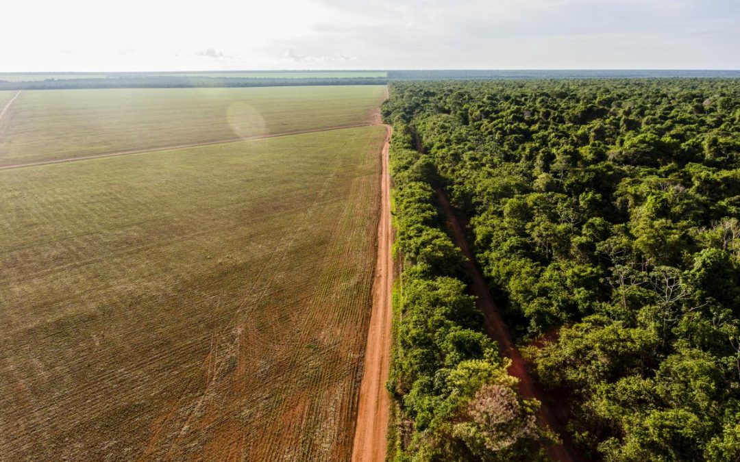 ISA: Amazônia pode perder 2,9 bi t de carbono até 2030 sem proteção de Terras Indígenas e Áreas Protegidas