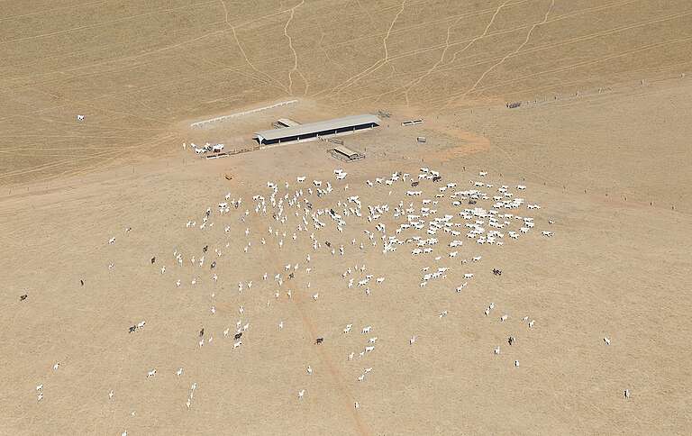 GREENPEACE: Gado ilegal na Amazônia: como o gado criado em terra indígena contaminou a cadeia produtiva da JBS