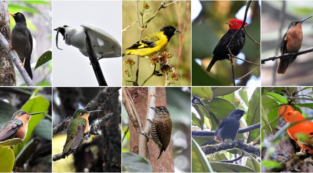 ISA: Indígenas Ingarikó produzem roteiro de observação de aves na Raposa Serra do Sol, em Roraima