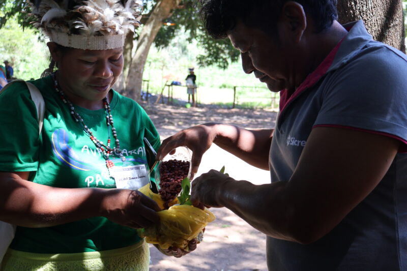 CIMI: Oeste do Paraná: As plantas que curam são ancestralidade Guarani