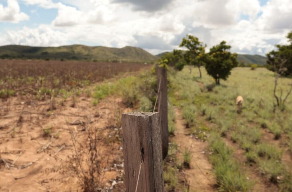 BRASIL DE FATO: Quatro em cada cinco terras indígenas de Roraima estão cercadas por soja, diz estudo