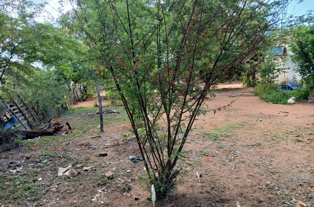 FOLHA DE S. PAULO: Indígenas tuxás percorrem 27 km para ter acesso à jurema sagrada, escassa com mudanças climáticas