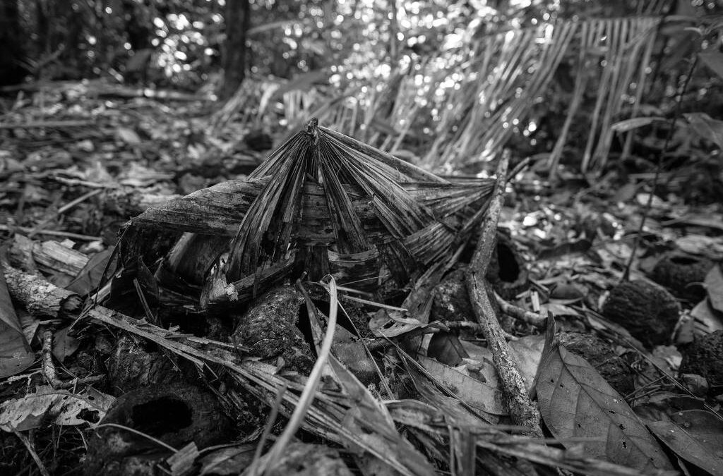 FOLHA DE S. PAULO: Tese do marco temporal, derrubada pelo STF, era ameaça a indígenas isolados