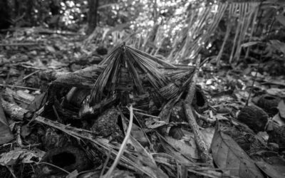 FOLHA DE S. PAULO: Tese do marco temporal, derrubada pelo STF, era ameaça a indígenas isolados