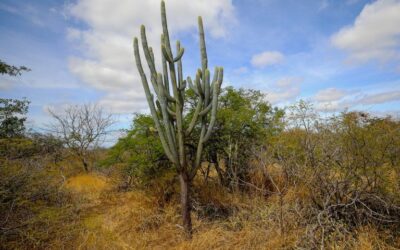 MPI: Retrospectiva 2025: Em 2025, MPI avança na elaboração de protocolos de consulta em cinco biomas