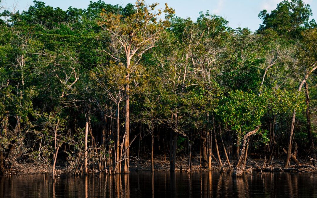 ISA: Estudo inédito mostra que 18% da Amazônia é formada por áreas úmidas, um dos ecossistemas mais vulneráveis às mudanças climáticas