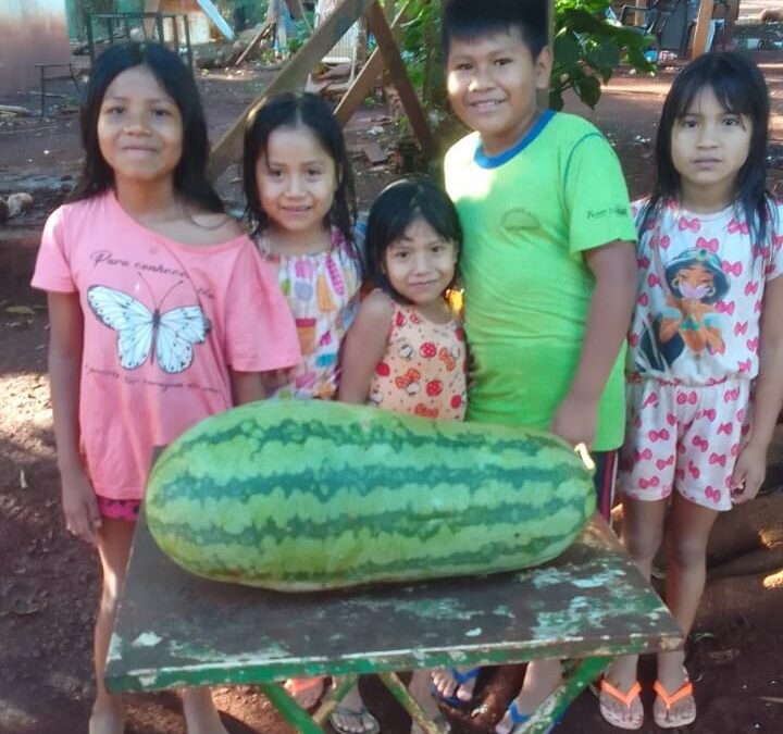 CIMI: Horta Guarani: a primeira colheita na Tekoha Ocoy, no Paraná