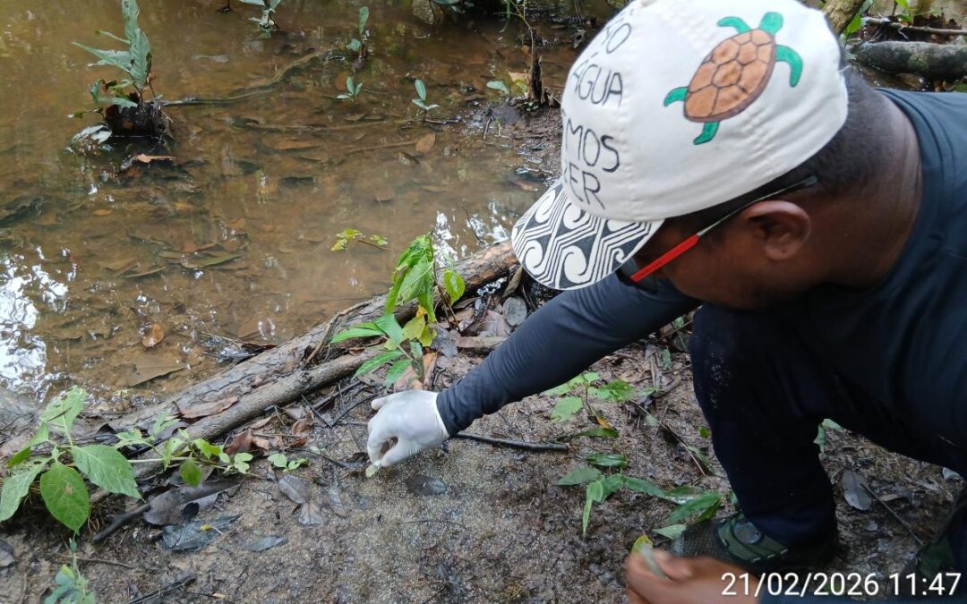 ISA: A tragédia se repete no Xingu