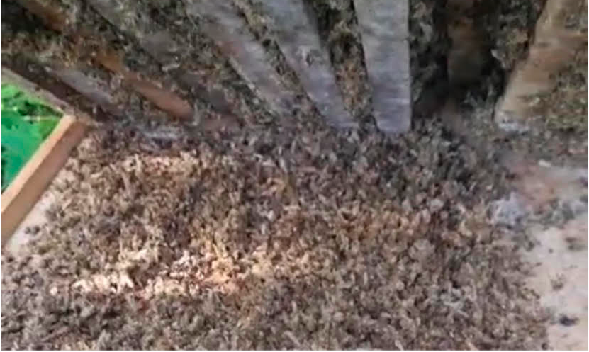 CIMI: Agrotóxicos pulverizados por fazendas invadem TI Tingui Botó, em AL; 30 pessoas adoecem e 35 colmeias morrem