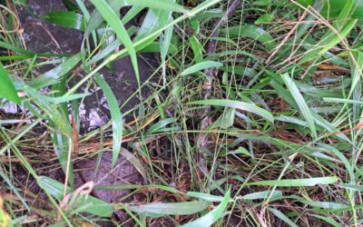 CIMI: Mesmo com ação judicial, esgoto continua sendo despejado em território Mbya Guarani