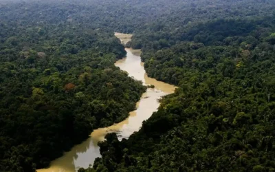 STF: STF determina que União adote medidas repressivas contra organizações criminosas na Amazônia
