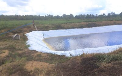 FUNAI: Na Bahia, sistema de irrigação com energia solar fortalece produção agrícola em comunidade indígena Tupinambá