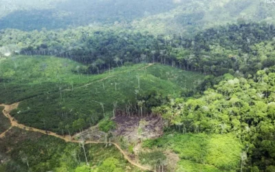 BRASIL DE FATO: STF determina retirada de invasores da Terra Indígena Cachoeira Seca (PA)