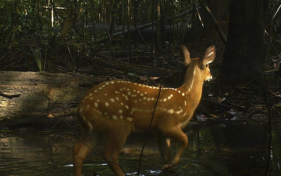 ISA: Documentário registra manejo da fauna pelo povo Baniwa