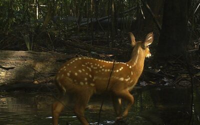 ISA: Documentário registra manejo da fauna pelo povo Baniwa