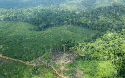 AMAZÔNIA REAL: Demora em desintrusão faz crescer tensão na TI Cachoeira Seca, dos Arara