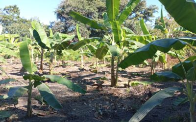 FUNAI: Funai lança chamada pública para aquisição de alimentos pelo Contrata+Brasil