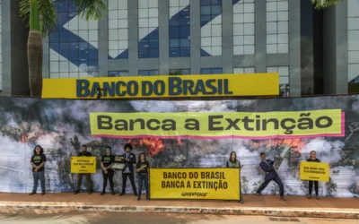 GREENPEACE: MPF processa Banco do Brasil por financiar atividade ilegal em Terra Indígena, após denúncia do Greenpeace  