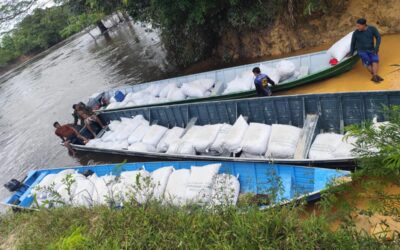 ISA: Povo Wai Wai coleta safra abundante de castanha em Roraima e garante preço justo