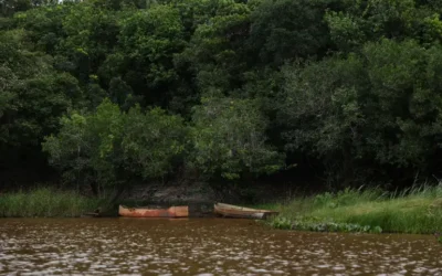 BRASIL DE FATO: Imazon aponta desmatamento zero em 60% de terras indígenas na Amazônia