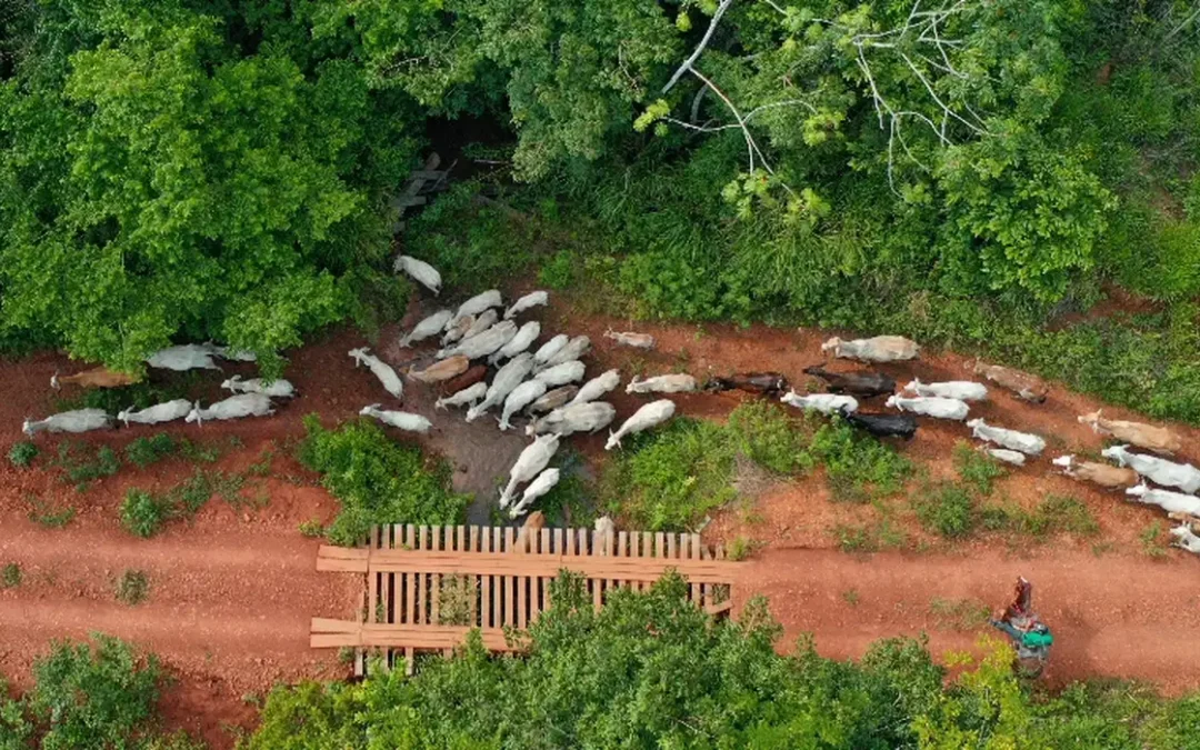 BRASIL DE FATO: Bolsonaristas ameaçam invasão a terra indígena no Pará se Flávio Bolsonaro for eleito, diz site
