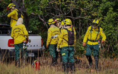 CIR: Brigadistas comunitários indígenas do CIR iniciam período de queima prescrita nas regiões de Roraima